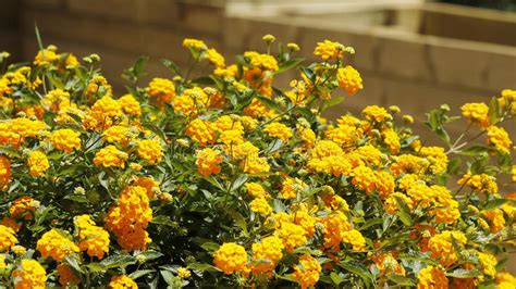 Many Orange Lantana Camara Flowers Stock Photo Image Of Colorful