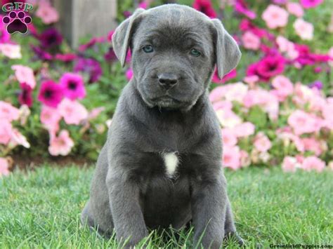 Cane corso italian mastiff puppies cane corsos are an excellent companion, good guardians, and very protective and loyal dogs. Cane Corso Puppies Price In India