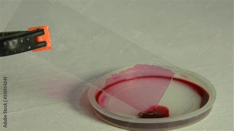 Demonstration Of Capillary Effect Red Ink Climbs Up In The Small Gap