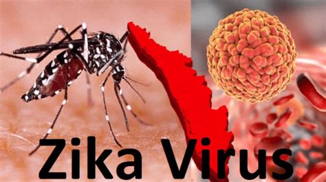 First Zika Virus Case Reported In Maharashtra Symptoms Prevention Cure Heres All You Need