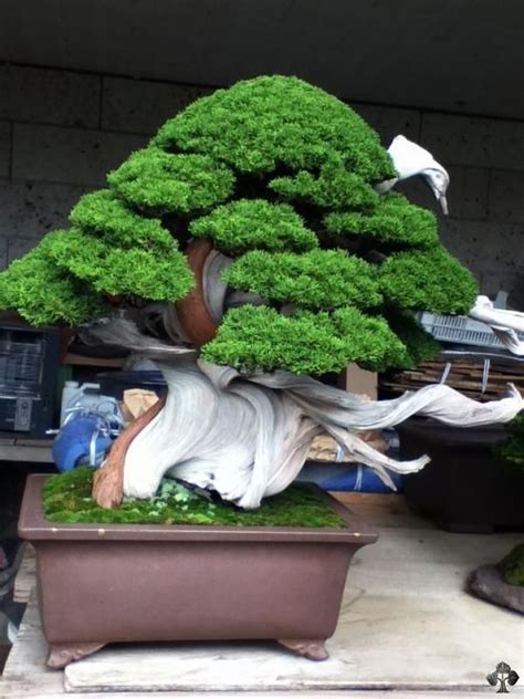 An Incredibly Old Juniper With Amazing Deadwood And Living Vein Bonsai Tree Bonsai Tree Care