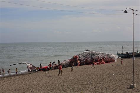 Dead Whale Of The Philippines Reminds Us That Ocean Pollution Is