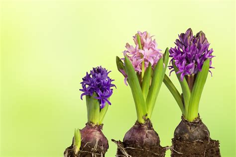 How To Care For Hyacinths Dengarden