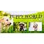Puppy World The Solution  Pet Parent Playbook