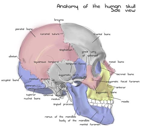 Back Of Skull Anatomy Labeled Multi Colored Skull Inferior View