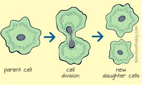 Asexual Reproduction Diagram Quizlet