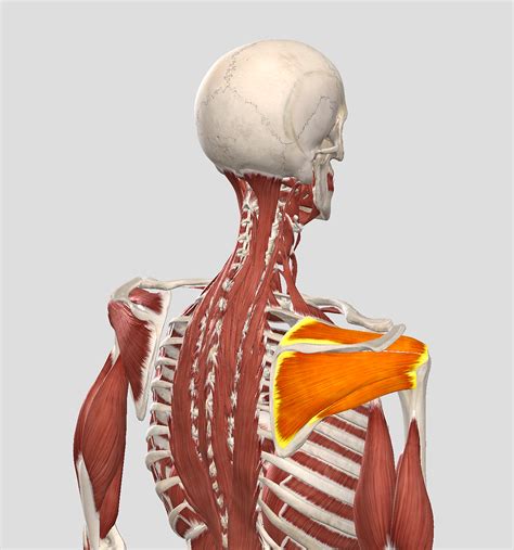 Shoulder Anatomy 101