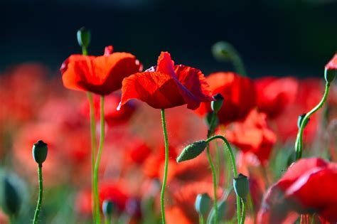 851389 Poppies Closeup Red Rare Gallery Hd Wallpapers