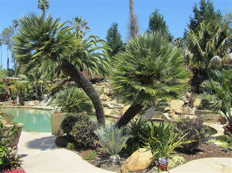 Palm Trees For Sale San Diego California West Coast Trees