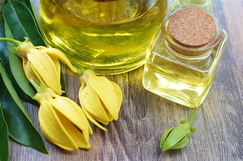 ylang ylang interesting facts about essential oil