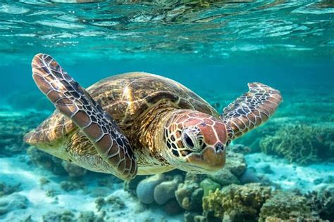 Barbados Turtle And Shipwreck Snorkel Adventure Triphobo