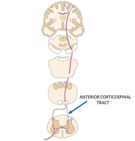 Anterior Corticospinal Tract Definition — Neuroscientifically Challenged