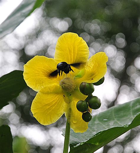 Karena saking beragamnya maka tak heran banyak diantaranya yang menjadikan kegemarannya. Dunia Sains: Bunga-bunga Yang Cantik Di Hutan