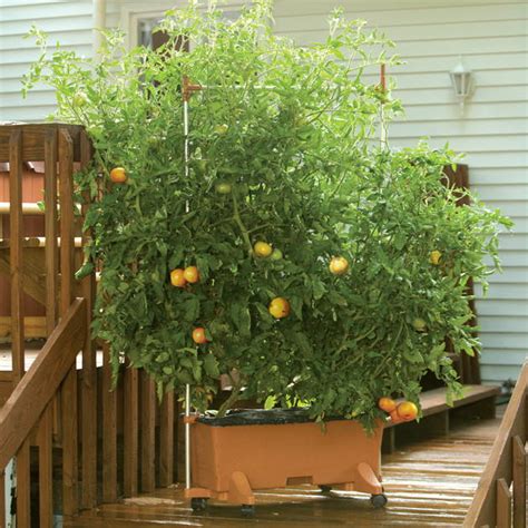 How To Use Planters For Tomatoes Earthbox