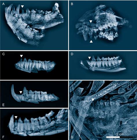 Radiographic Comparison Of Middle Eocene Primates From Geiseltal In