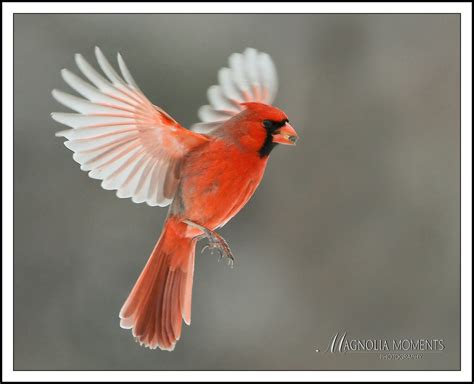 Cardinal In Flight Evan Flickr