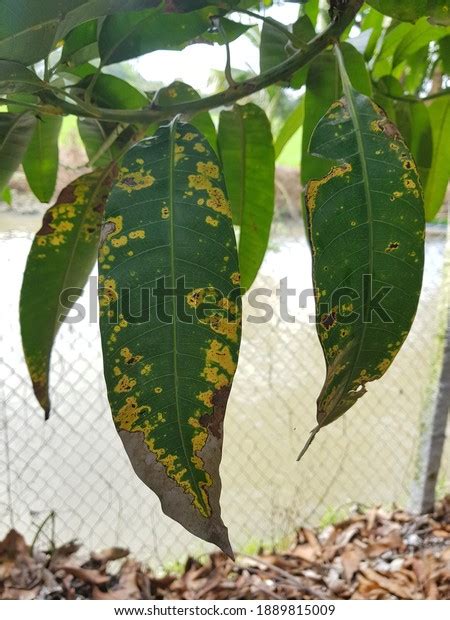 Bacterial Black Spot Black Canker Chlorotic Stock Photo 1889815009