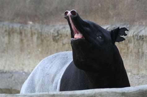 Tapir Penis All Length No Skill Yet Completely Humbling Video