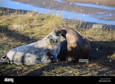 Mother And Newborn Baby Pup Grey Seals Seal Colony Donna Nook