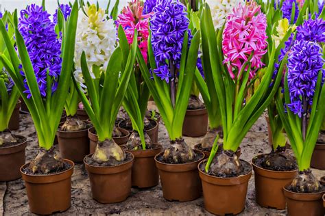 How To Grow And Care For Fragrant Spring Hyacinth Bulbs 2022