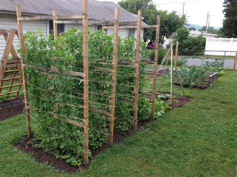 Sugar Snap Peas Growing On The Pea Fences Snap Peas Garden Garden