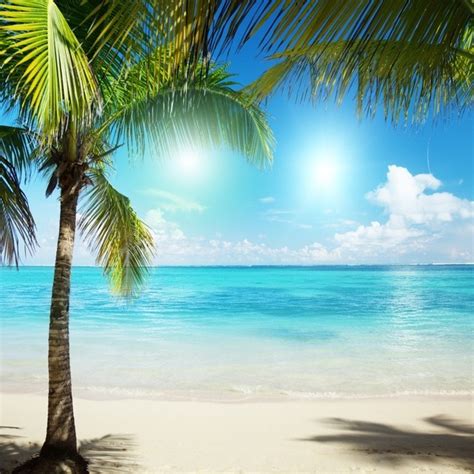 Laeacco Summer Sunny Seaside Beach Palm Trees Scene