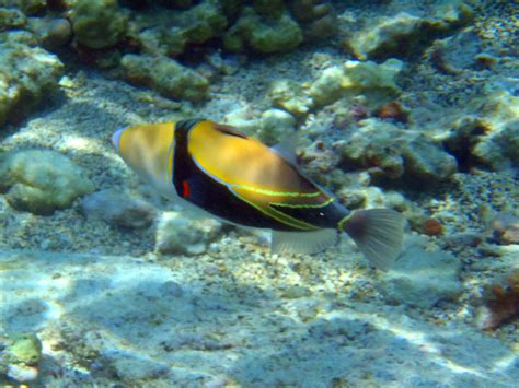 Info Junction Blog Reef Triggerfish