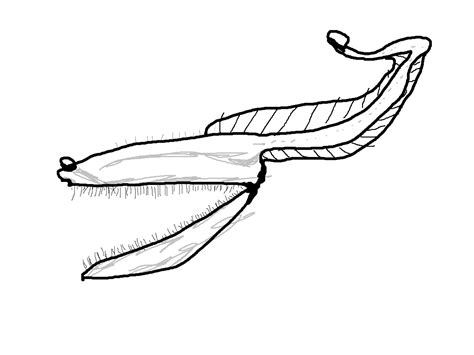 Artstation Gulper Eel Drawing