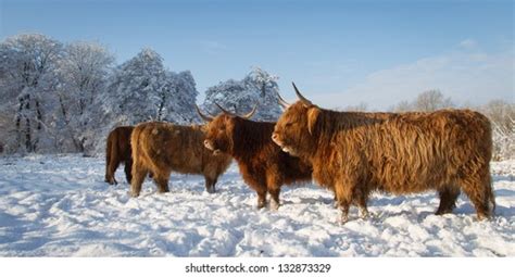 Highland Cattle Winter Stock Photo 132873329 Shutterstock