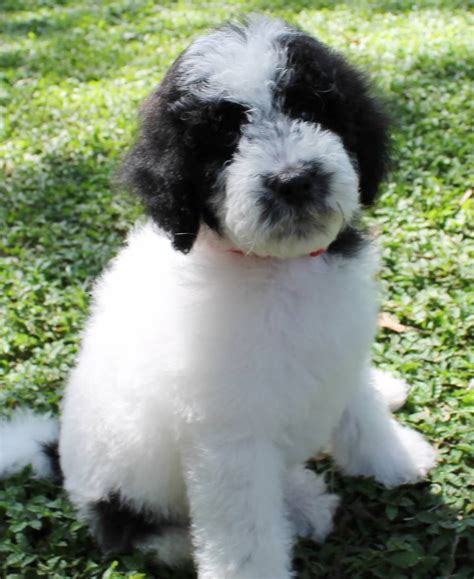 Goldendoodle Puppy Colors By Moss Creek Goldendoodles In Florida