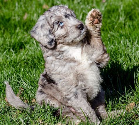 Aussiedoodle Puppies Are All We Do We Breed The Smartest Most