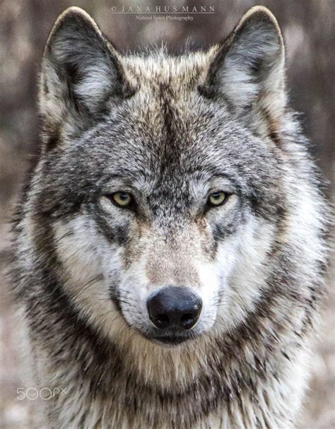 Timber Wolf Portrait Animal Wildlife Photography Wolves Wild