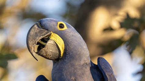 Download Wallpaper 3840x2160 Hyacinth Macaw Macaw Parrot Bird Beak