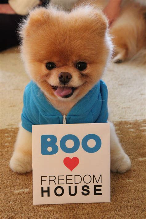 Boo the dog visits Freedom House | Boo Visits Freedom 