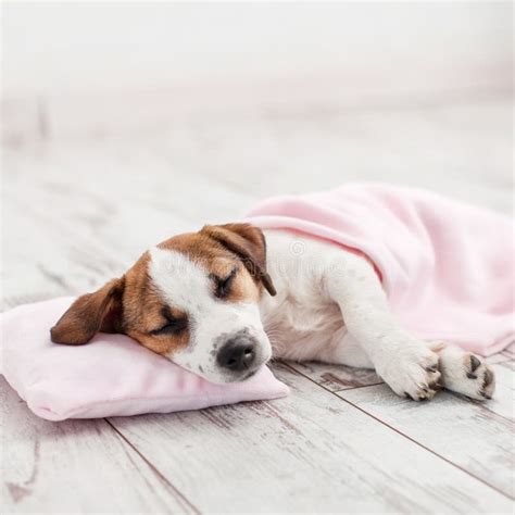 Sleeping Puppy On Small Pillow Stock Photo Image Of Animal Russell