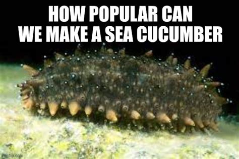 sea cucumber memes and s imgflip