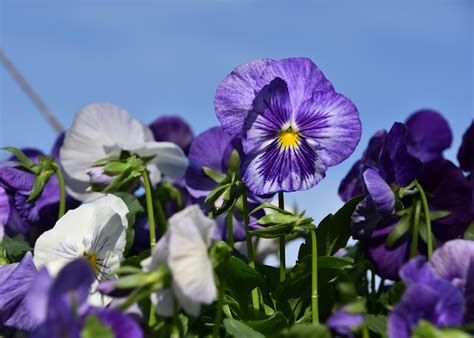 Pansy Planting Time Arrives In Mississippi Mississippi State