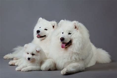 Samoyed Dogs Full Grown Photo Dog Pinterest Samoyed Dogs Photos