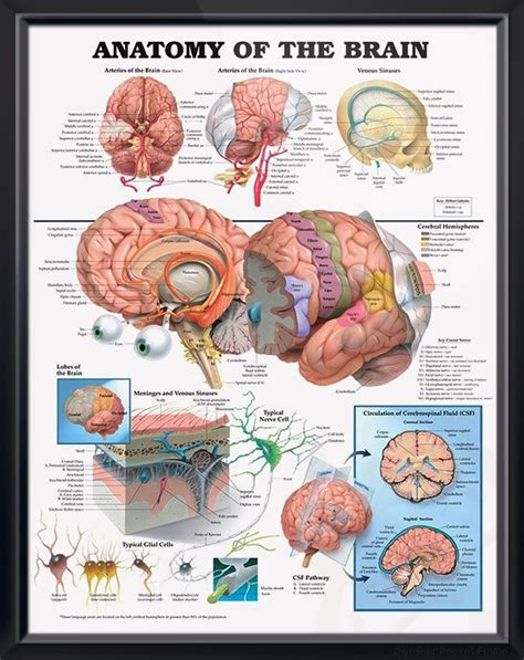 Poster Depicts Base And Right Side Views Of Arteries Of The Brain As