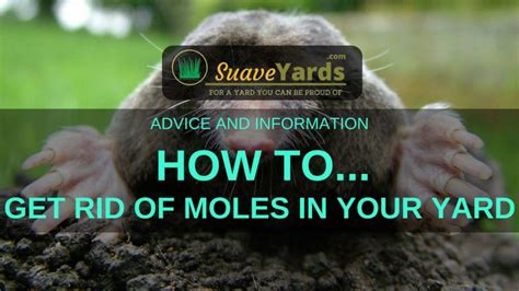 How To Get Rid Of Moles In Your Yard A Definitive Guide