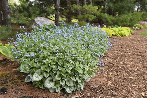 Brunnera Macrophylla ‘sterling Silver De Tuinstek