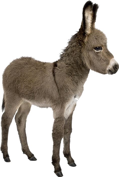 Donkey Png Images Png All