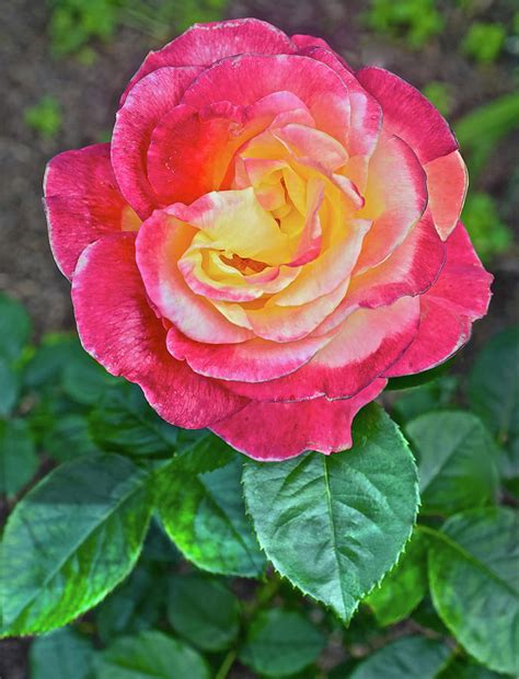 2016 Mid June At The Garden Love And Peace Hybrid Tea Rose 2 Photograph
