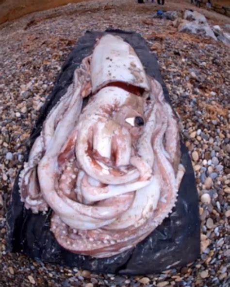 Giant squid is the common name for any of the very large squid comprising the genus architeuthis of the cephalopod family architeuthidae, characterized by very long arms and tentacles, small and ovoid fins, and a distinctive tentacular club structure. Giant Squid Found Washed Up on Shore of Beach in Spain ...