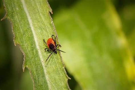 4 Common Ticks In North Carolina Pictures Wildlife Informer
