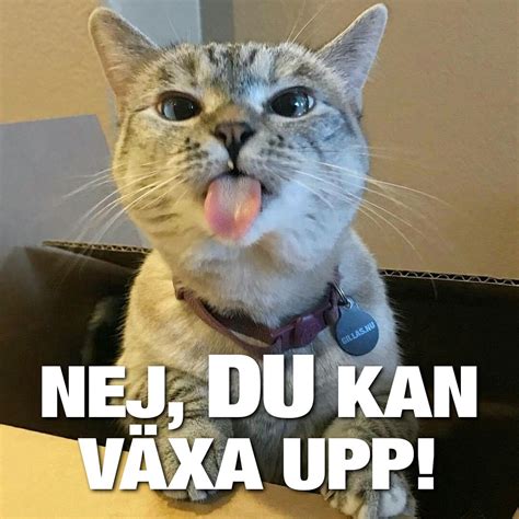 Roliga Bilder På Katter Darrelkaydon