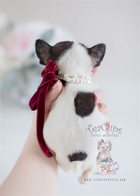 A teacup french bulldog is the smallest possible version of the beloved french bulldog. Tiny French Bulldog Puppies | Teacups, Puppies & Boutique