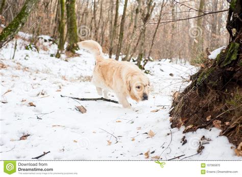 Golden Retriever In The Snowy Forest Stock Photo Image Of Hunter