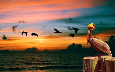 Pelican Bird Sunset Ocean Wallpapers Hd Desktop And Mobile Backgrounds