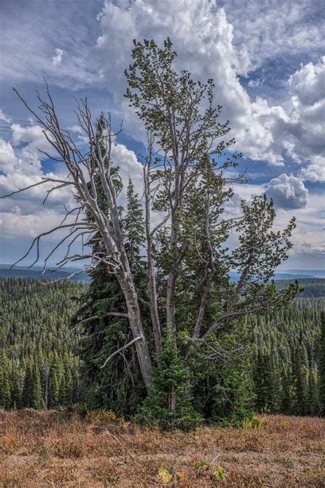 Snapshot Whitebark Pine Wilderness Walks